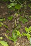 Brown Widelip Orchid, Liparis liliifolia