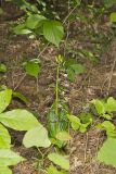 Brown Widelip Orchid, Liparis liliifolia