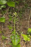 Brown Widelip Orchid, Liparis liliifolia