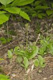 Brown Widelip Orchid, Liparis liliifolia