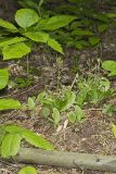 Brown Widelip Orchid, Liparis liliifolia