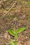 Brown Widelip Orchid, Liparis liliifolia