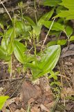 Brown Widelip Orchid, Liparis liliifolia