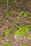 Brown Widelip Orchid, Liparis liliifolia
