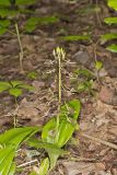 Brown Widelip Orchid, Liparis liliifolia