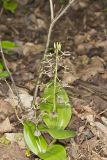 Brown Widelip Orchid, Liparis liliifolia