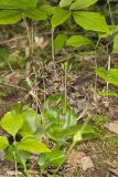 Brown Widelip Orchid, Liparis liliifolia
