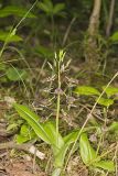 Brown Widelip Orchid, Liparis liliifolia