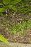 Brown Widelip Orchid, Liparis liliifolia