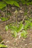 Brown Widelip Orchid, Liparis liliifolia