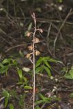 Crested Coralroot, Hexalectris spicata