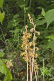 Crested Coralroot, Hexalectris spicata