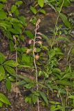 Crested Coralroot, Hexalectris spicata