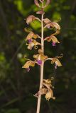 Crested Coralroot, Hexalectris spicata