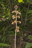 Crested Coralroot, Hexalectris spicata