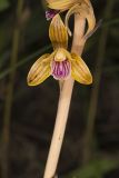 Crested Coralroot, Hexalectris spicata