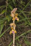 Crested Coralroot, Hexalectris spicata