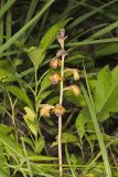 Crested Coralroot, Hexalectris spicata