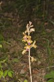 Crested Coralroot, Hexalectris spicata