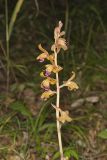 Crested Coralroot, Hexalectris spicata