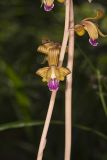 Crested Coralroot, Hexalectris spicata