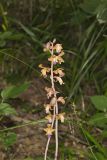 Crested Coralroot, Hexalectris spicata