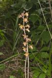 Crested Coralroot, Hexalectris spicata