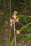 Crested Coralroot, Hexalectris spicata