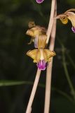 Crested Coralroot, Hexalectris spicata