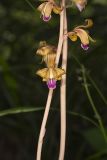 Crested Coralroot, Hexalectris spicata