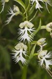 Eastern Prairie Fringed Orchid, Platanthera leucophaea