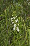 Eastern Prairie Fringed Orchid, Platanthera leucophaea