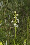 Eastern Prairie Fringed Orchid, Platanthera leucophaea