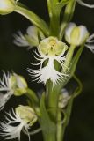 Eastern Prairie Fringed Orchid, Platanthera leucophaea
