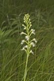 Eastern Prairie Fringed Orchid, Platanthera leucophaea
