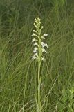 Eastern Prairie Fringed Orchid, Platanthera leucophaea