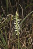 Great Plains lady's tresses' Spiranthes magnicamporum