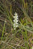 Great Plains lady's tresses' Spiranthes magnicamporum
