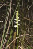 Great Plains lady's tresses' Spiranthes magnicamporum