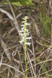 Great Plains lady's tresses' Spiranthes magnicamporum