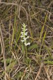 Great Plains lady's tresses' Spiranthes magnicamporum