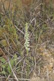 Great Plains lady's tresses' Spiranthes magnicamporum