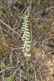 Great Plains lady's tresses' Spiranthes magnicamporum