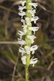 Great Plains lady's tresses' Spiranthes magnicamporum