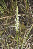 Great Plains lady's tresses' Spiranthes magnicamporum