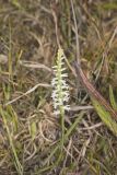 Great Plains lady's tresses' Spiranthes magnicamporum