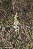 Great Plains lady's tresses' Spiranthes magnicamporum