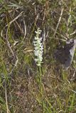 Great Plains lady's tresses' Spiranthes magnicamporum
