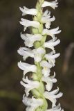 Great Plains lady's tresses' Spiranthes magnicamporum