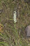 Great Plains lady's tresses' Spiranthes magnicamporum